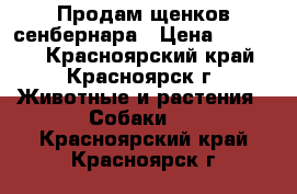 Продам щенков сенбернара › Цена ­ 30 000 - Красноярский край, Красноярск г. Животные и растения » Собаки   . Красноярский край,Красноярск г.